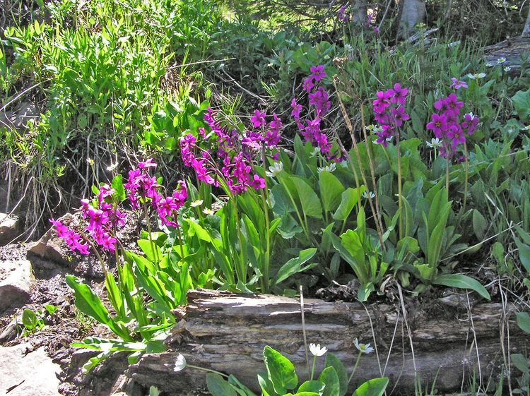 Primula parryi Southwest Colorado Wildflowers Primula parryi