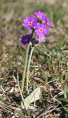 Primula scotica httpsuploadwikimediaorgwikipediacommonsthu