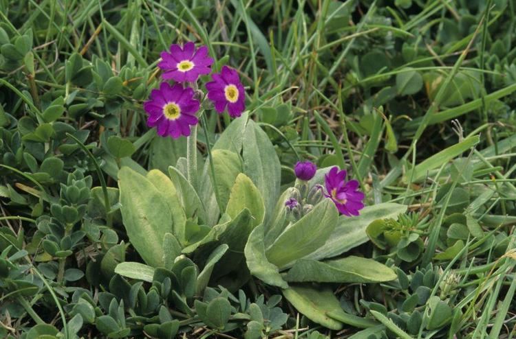 Primula scotica 1000 images about Cast your vote for the nation39s favourite plant