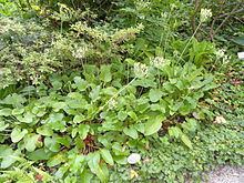 Primula sikkimensis httpsuploadwikimediaorgwikipediacommonsthu
