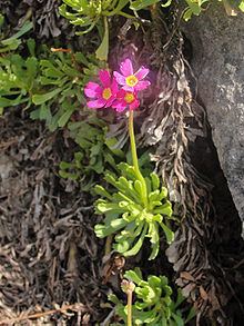 Primula suffrutescens httpsuploadwikimediaorgwikipediacommonsthu