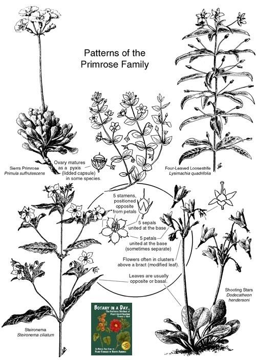 Primulaceae Primulaceae Primrose Family Identify plants and flowers