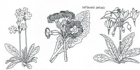 Primulaceae Primulaceae Primrose Family