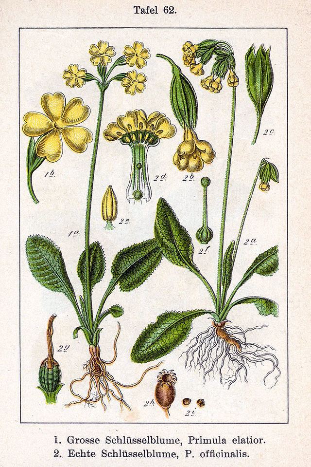 Primulaceae Primulaceae Wikiwand