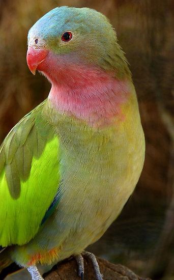 Princess parrot wwwbirdsvillenetauwpcontentuploads201107p