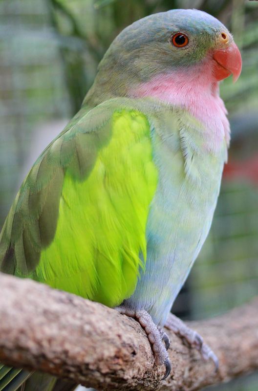 Princess parrot Parrot