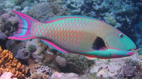 Princess parrotfish BBC Climate Change The Blog of Bloom The Princess Parrotfish and