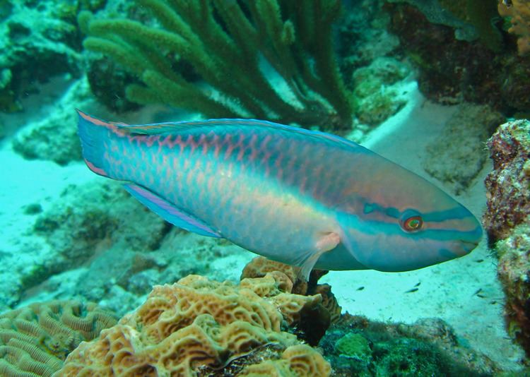 Princess parrotfish Princess parrotfish Wikipedia