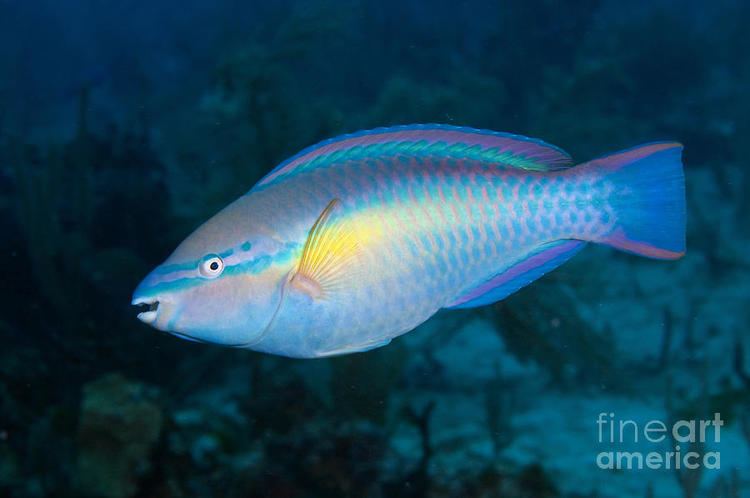 Princess parrotfish Caribbean Princess Parrotfish Photograph by Karen Doody