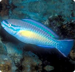 Princess parrotfish httpswwwbluezooaquaticscomimagesproductsFi