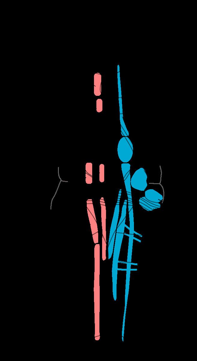 Principal sensory nucleus of trigeminal nerve