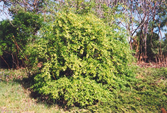 Prinsepia Cherry Prinsepia Prinsepia sinensis in Edmonton Spruce Grove Leduc