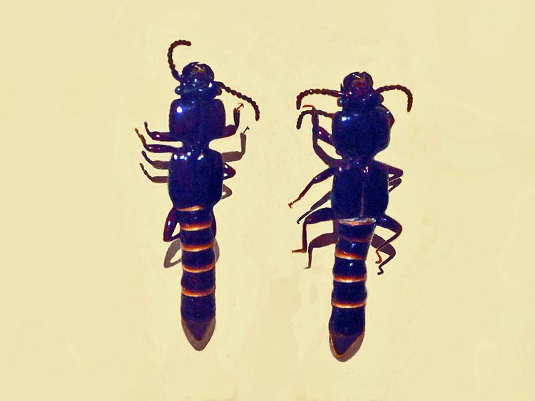 Priochirus unicolor