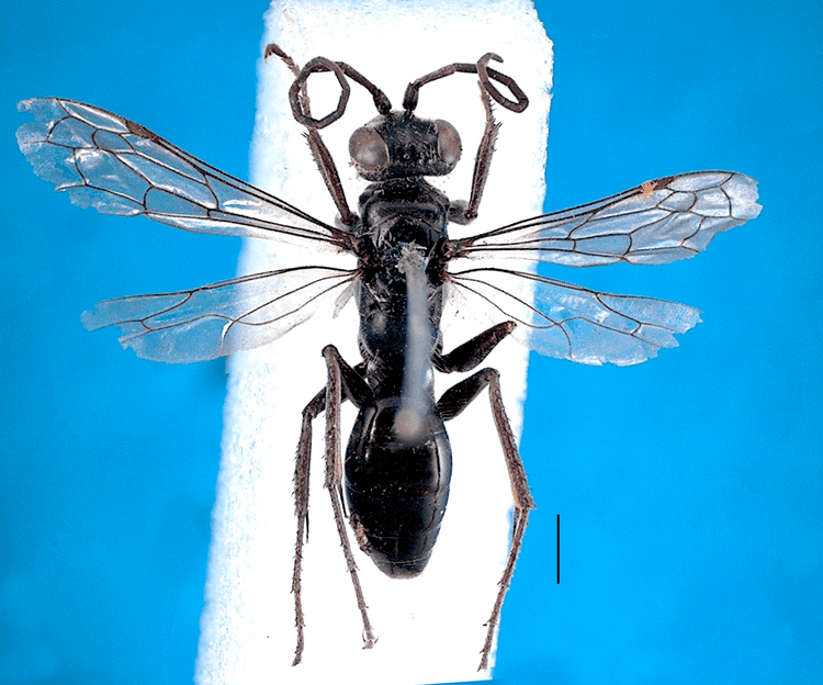 Priocnemis nzhymenopteramyspeciesinfositesnzhymenoptera