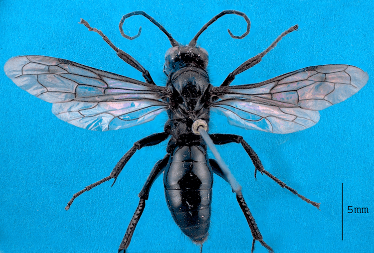 Priocnemis Spider wasps New Zealand Hymenoptera