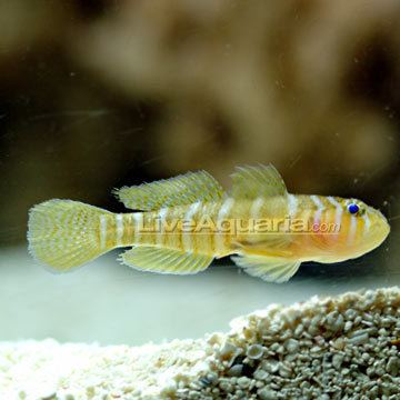 Priolepis Saltwater Aquarium Fish for Marine Aquariums Yellow Priolepis Goby