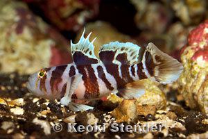 Priolepis Blackbarred Goby Priolepis nocturna