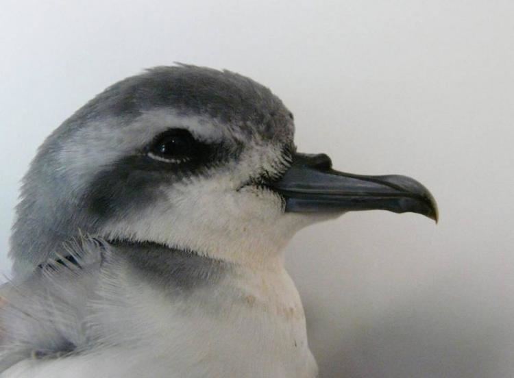 Prion (bird) Thinbilled prion New Zealand Birds Online