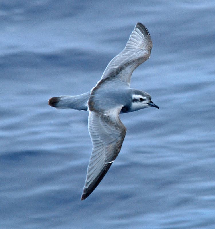 Prion (bird) Thinbilled prion New Zealand Birds Online