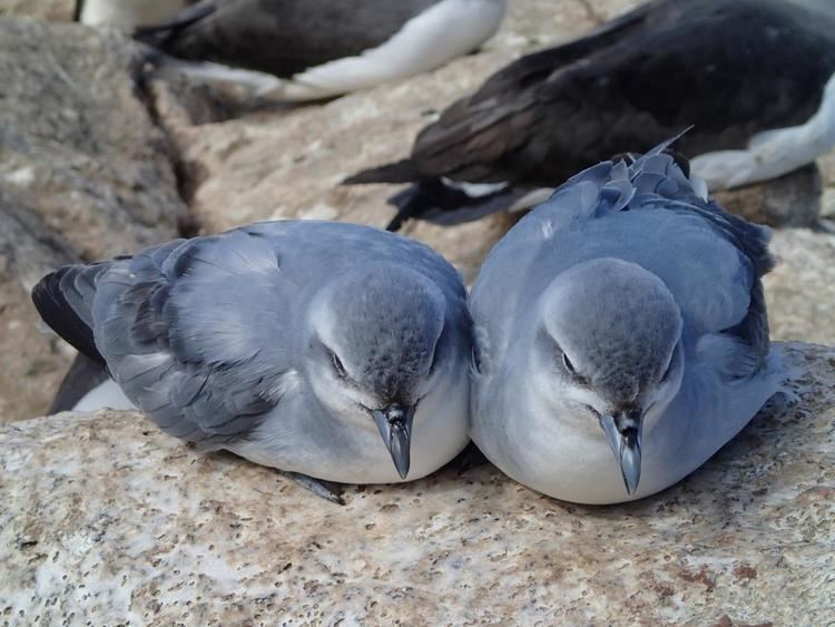 Prion (bird) Fulmar prion New Zealand Birds Online