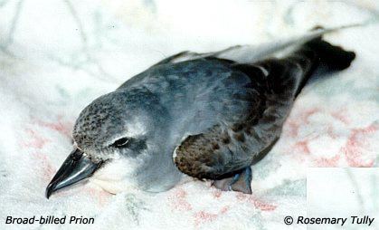 Prion (bird) Prion bird Wikipedia