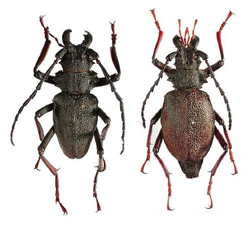 Prionacalus Coleoptera Cerambycidae Prioninae Prionacalus iphis