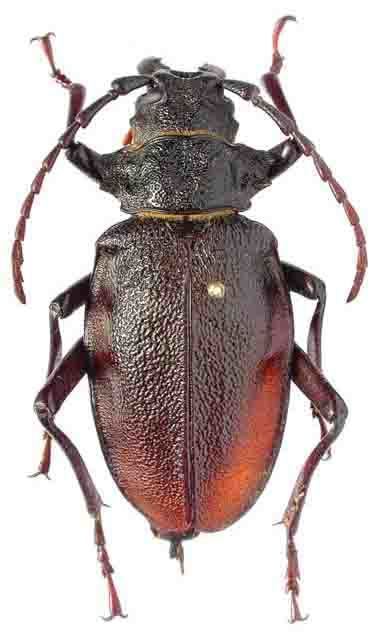 Prionacalus Genus Prionacalus White 1845 Cerambycidae