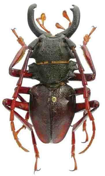 Prionacalus Genus Prionacalus White 1845 Cerambycidae