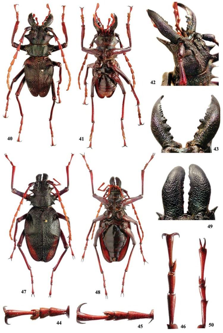 Prionacalus Revision of the Genus Prionacalus Coleoptera Cerambycidae