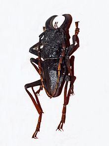 Prionacalus buckleyi httpsuploadwikimediaorgwikipediacommonsthu