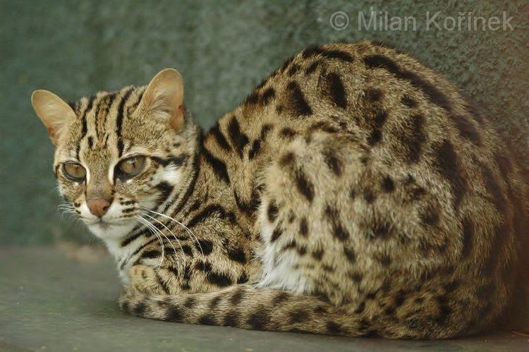 Prionailurus Leopard cat Prionailurus bengalensis Google Search Felidae