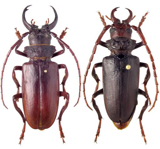 Prioninae Coleoptera Cerambycidae Prioninae Cacosceles oedipus