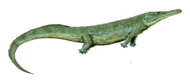 Prionosuchus Prionosuchus Wikipdia