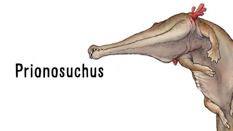 Prionosuchus Paleo Profile Prionosuchus YouTube