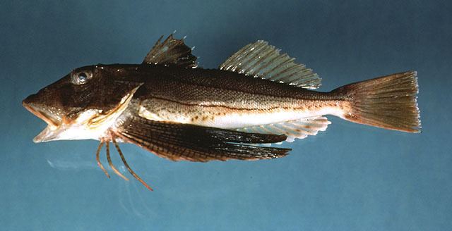 Prionotus Fish Identification