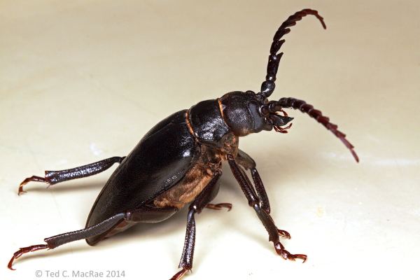 Prionus Just how widespread is Prionus heroicus Beetles In The Bush