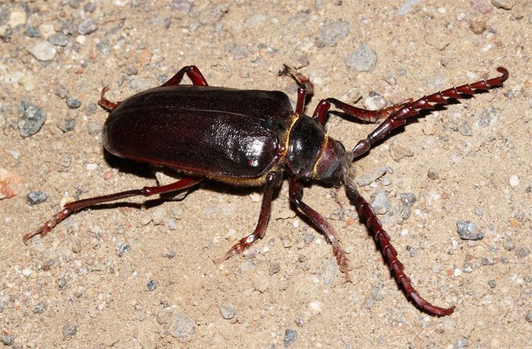 Prionus californicus Cerambycidae Beetles of the Cuyamaca Mountains