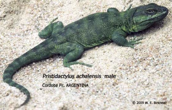 Pristidactylus Pristidactylus achalensis The Reptile Database