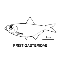 Pristigasteridae fishesofaustralianetauimagesfamilypristigaste