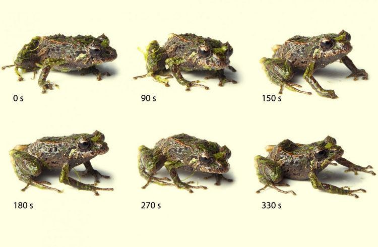 Pristimantis Pristimantis mutabilis Scientists Discover ShapeShifting Frog in