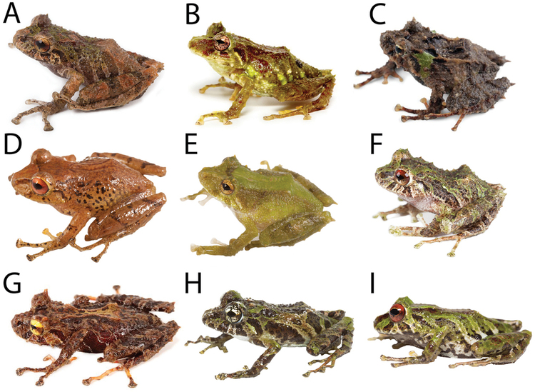 Pristimantis Two new species of frogs of the genus Pristimantis from Llanganates