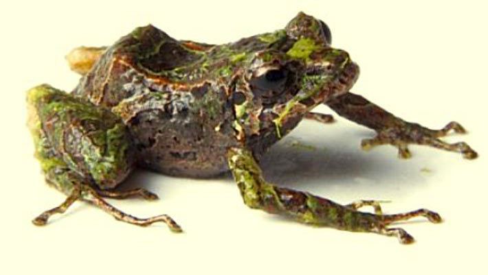 Pristimantis mutabilis Pristimantis mutabilis Scientists Discover ShapeShifting Frog in