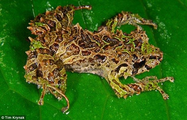 Pristimantis mutabilis Scientists discover first ever amphibian that can rapidly change its