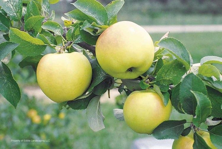 Pristine apple Pristine Apple Edible Landscaping