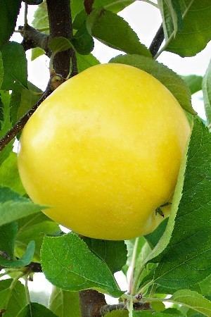 Pristine apple Apple Varieties Pristine