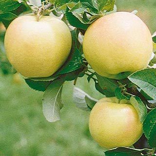 Pristine apple Buy Pristine apple trees online