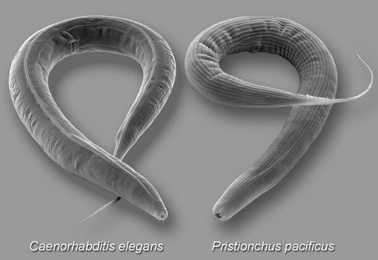 Pristionchus pacificus Threadworms throughout time