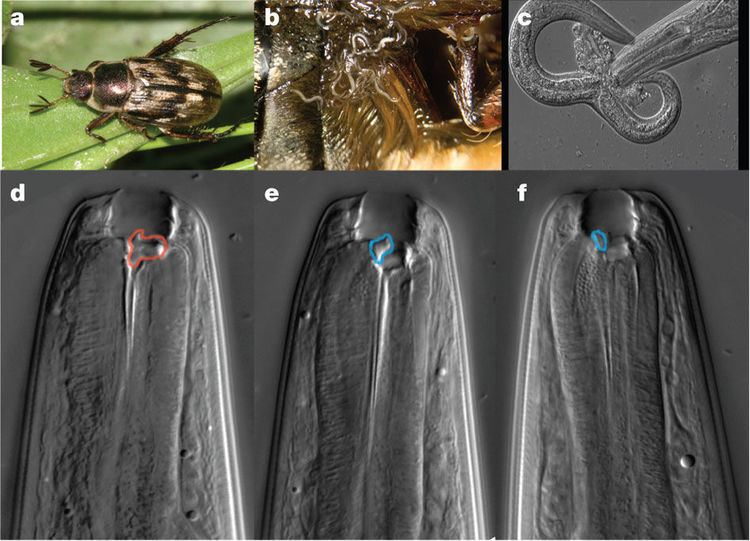 Pristionchus pacificus Ecology and mouth dimorphism in Pristionchus pacificus Cooption