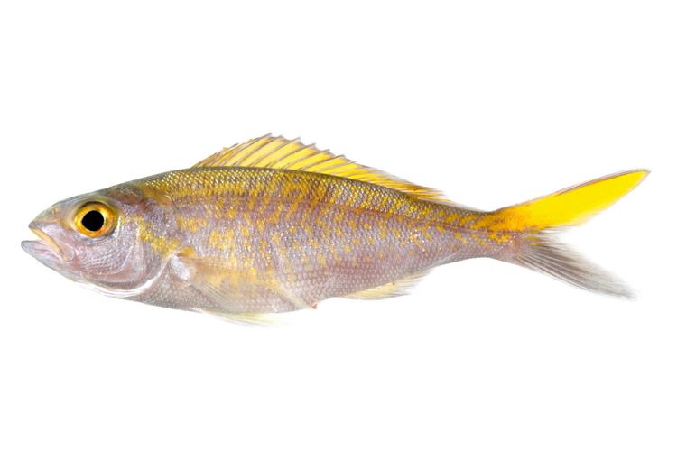 Pristipomoides fishesofaustralianetauImagesImagePristipomoid