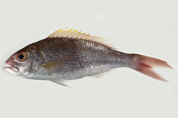 Pristipomoides typus fishesofaustralianetauImagesImagePristipomoid